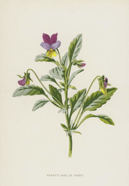 Плакат Heart's Ease, or Pansy