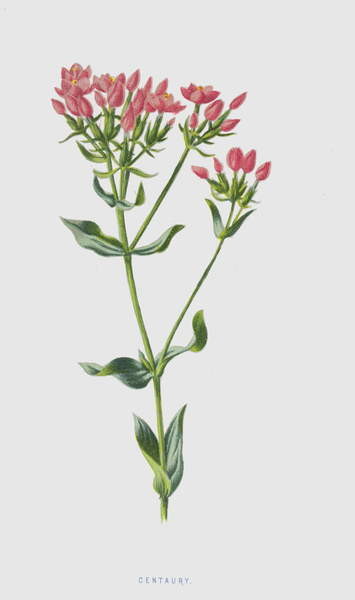 Плакат Centaury