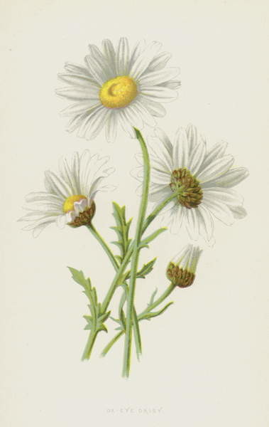 Плакат Ox-Eye Daisy