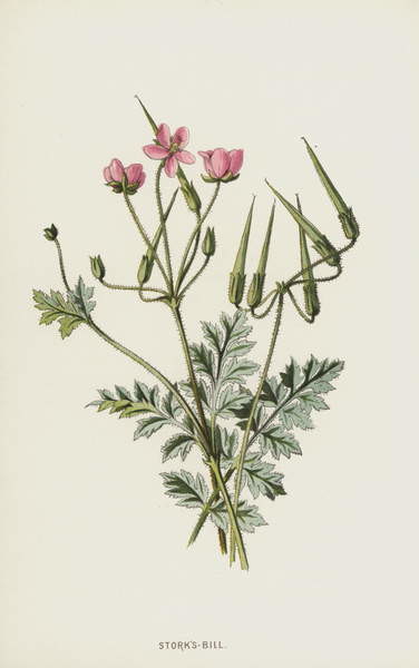 Принти на полотні Stork's-Bill