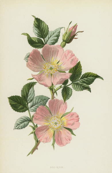Плакат Dog-Rose