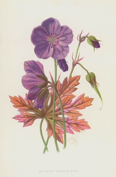 Плакат Meadow Crane's Bill
