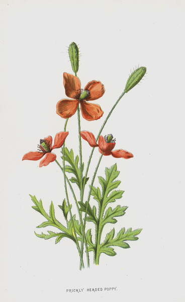 Плакат Prickly Headed Poppy