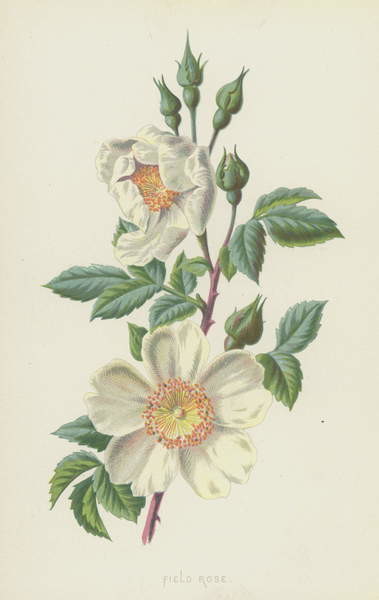 Плакат Field Rose