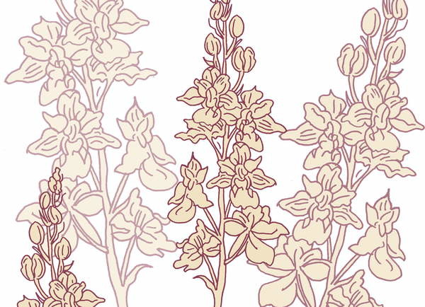 Плакат Orchid, 2017,