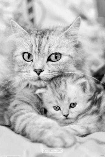 Плакат Keith Kimberlin - cat and kitty