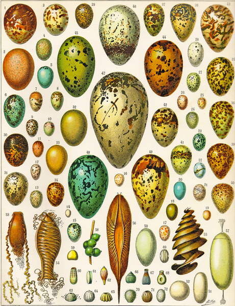 Плакат Illustration of Eggs c.1923