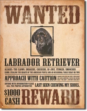 Metallikyltti BLACK LABRADOR - wanted