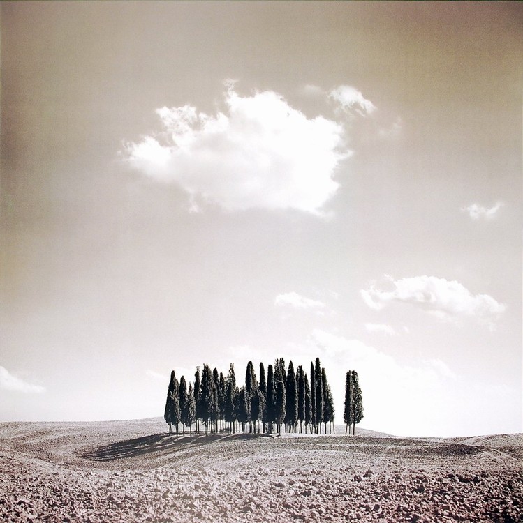Umjetnički tisak Cypress Trees