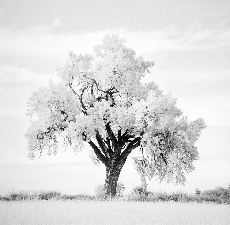 Impressão artística Oak Tree