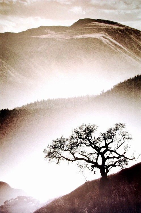 Art Print Black Oak