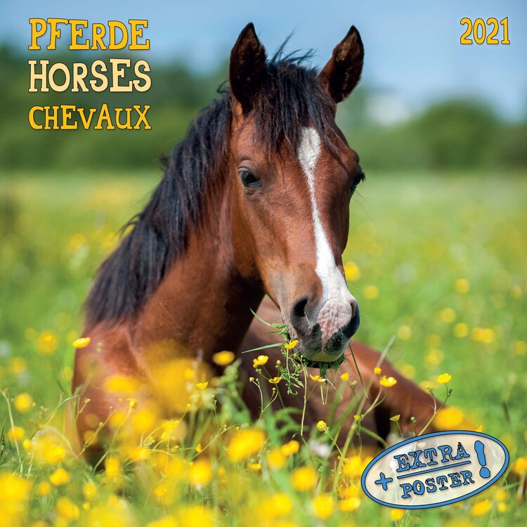 Calendar 2021 Horses