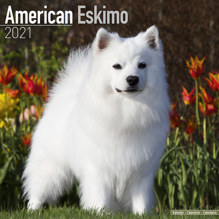 Kalenteri 2027 American Eskimo