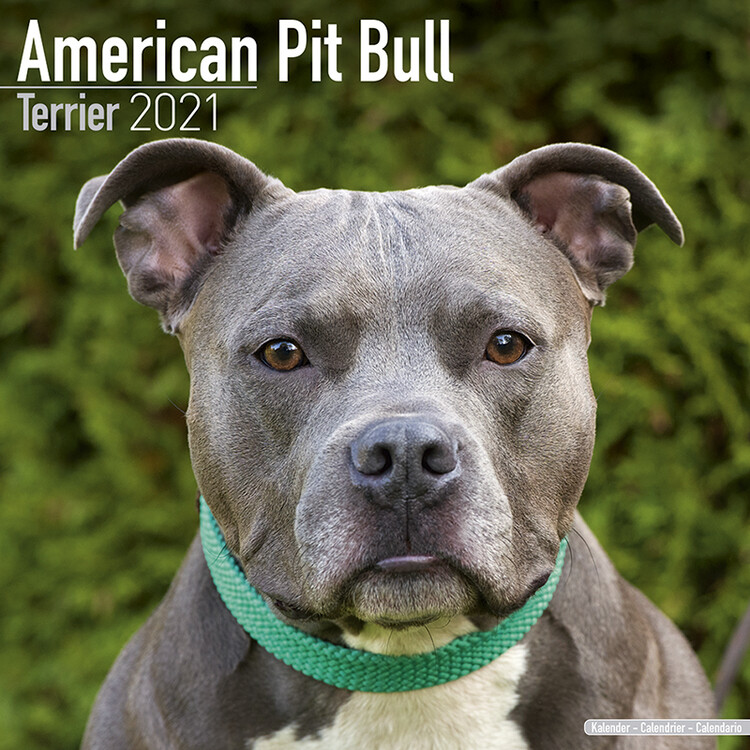 Ημερολόγιο 2027 American Pit Bull Terrier