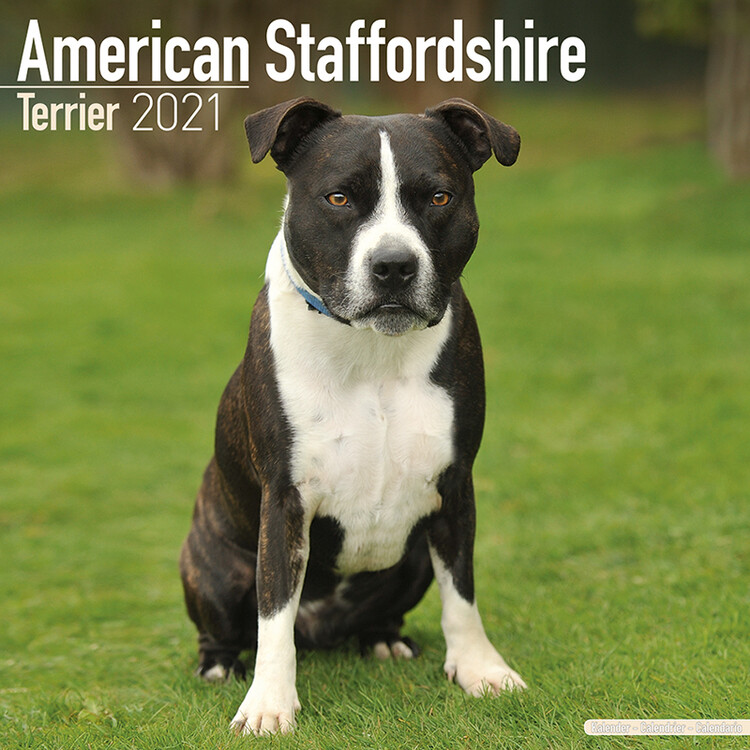 Ημερολόγιο 2027 American Staffordshire Terrier