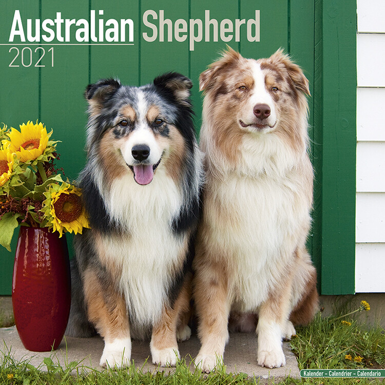 Calendar 2027 Australian Shepherd