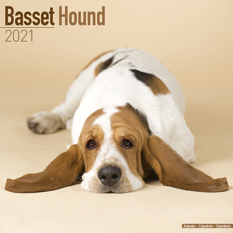 Ημερολόγιο 2027 Basset Hound