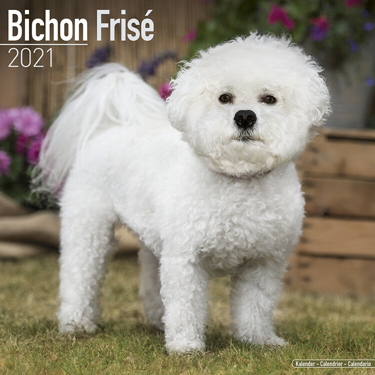 Calendar 2027 Bichon Frise