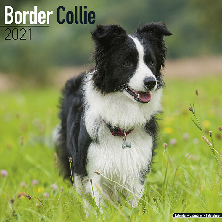 Calendar 2027 Border Collie