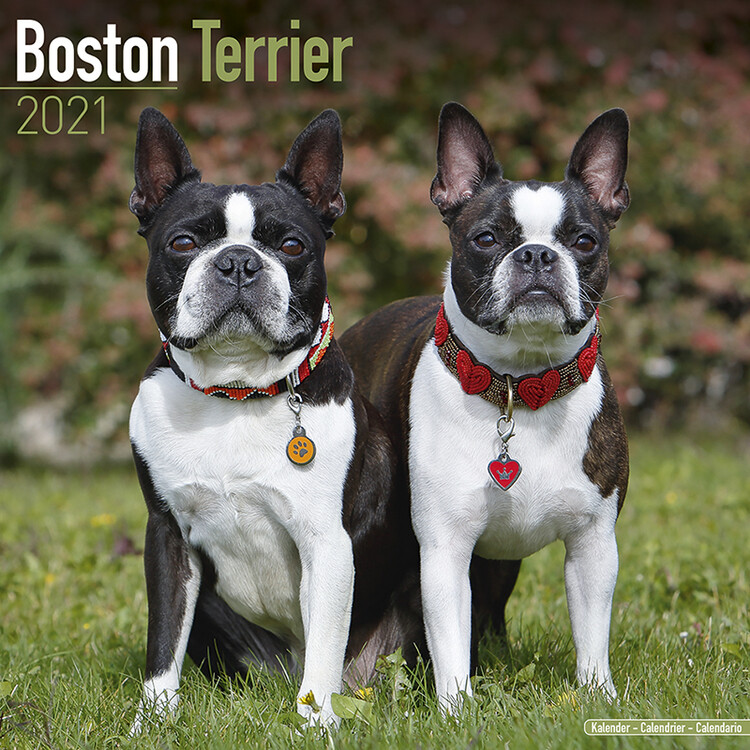 Kalenteri 2027 Boston Terrier