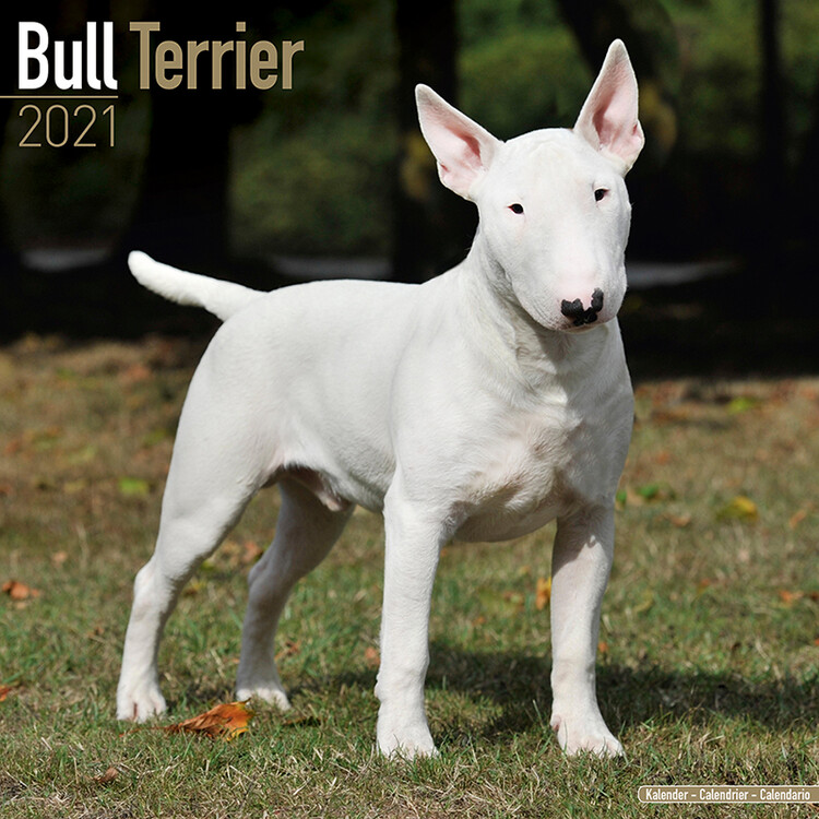 Ημερολόγιο 2027 Bull Terrier