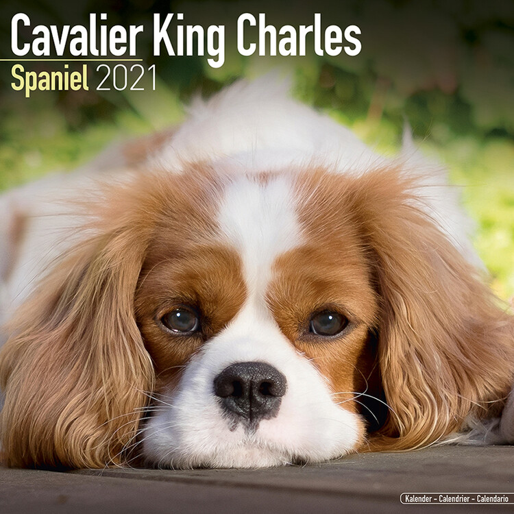 Kalenteri 2027 Cavalier King Charles
