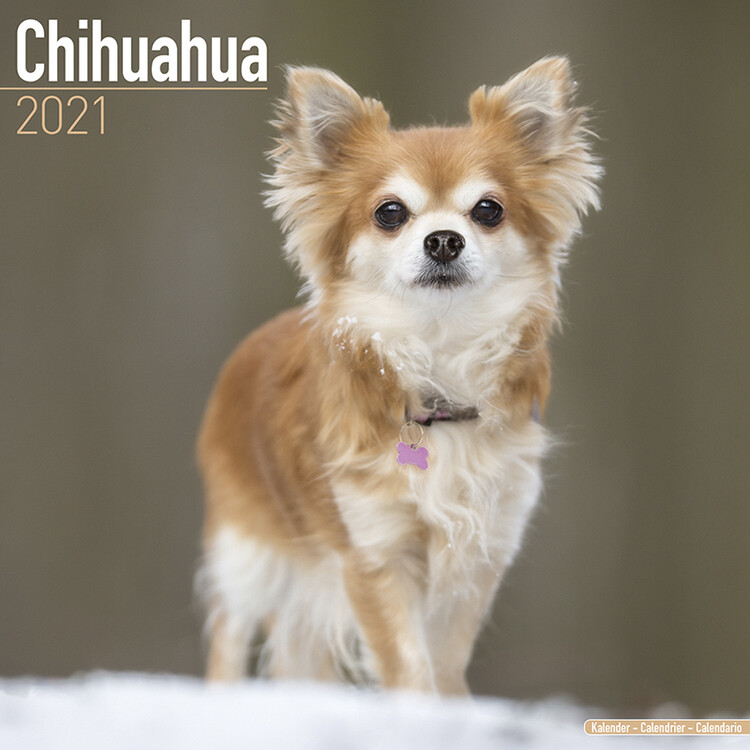 Calendar 2021 Chihuahua