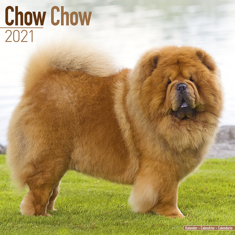 Kalenteri 2027 Chow Chow