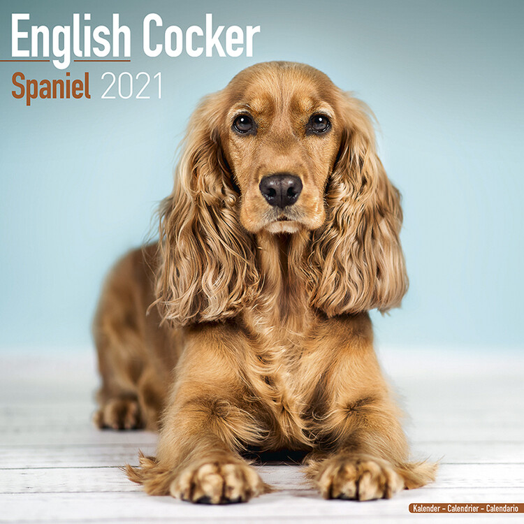 Ημερολόγιο 2027 English Cocker Spaniel