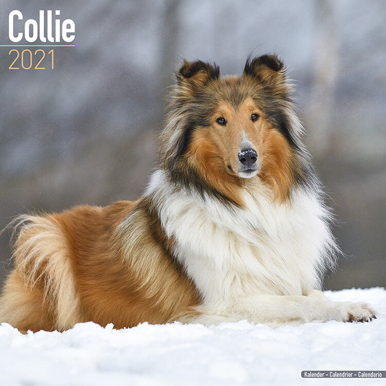 Календар 2027 Collie
