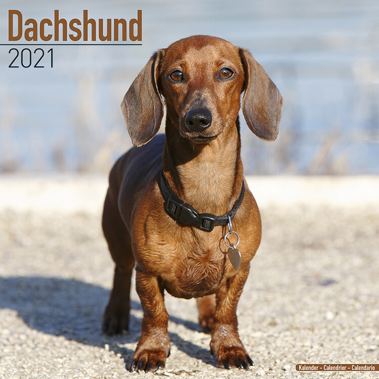 Calendar 2027 Dachshund
