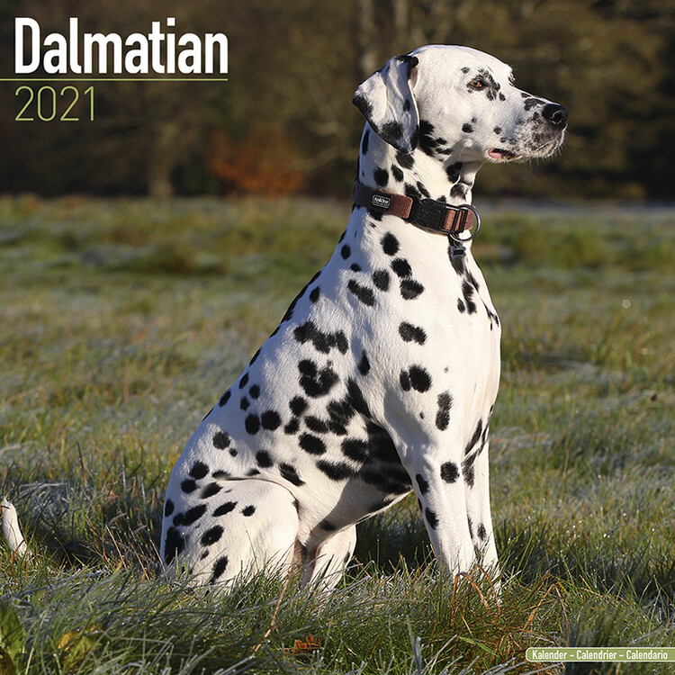 Kalenteri 2027 Dalmatian