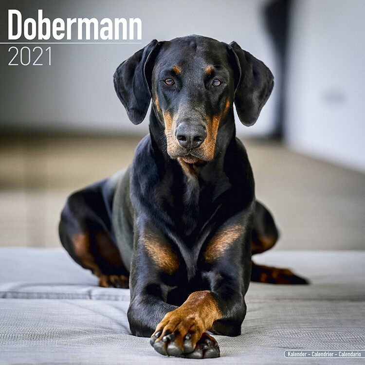 Calendar 2027 Dobermann