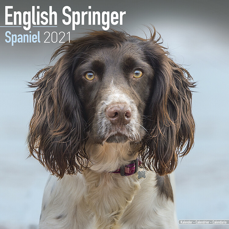 Kalenteri 2027 Eng Springer Spaniel