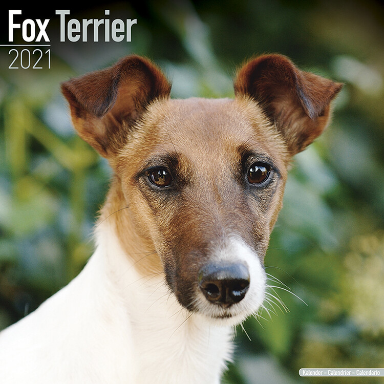 Calendar 2027 Fox Terrier