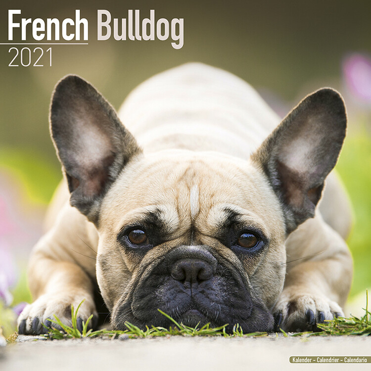 Ημερολόγιο 2027 French Bulldog
