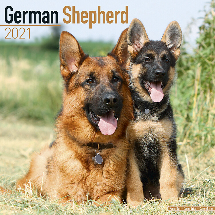 Ημερολόγιο 2027 German Shepherd