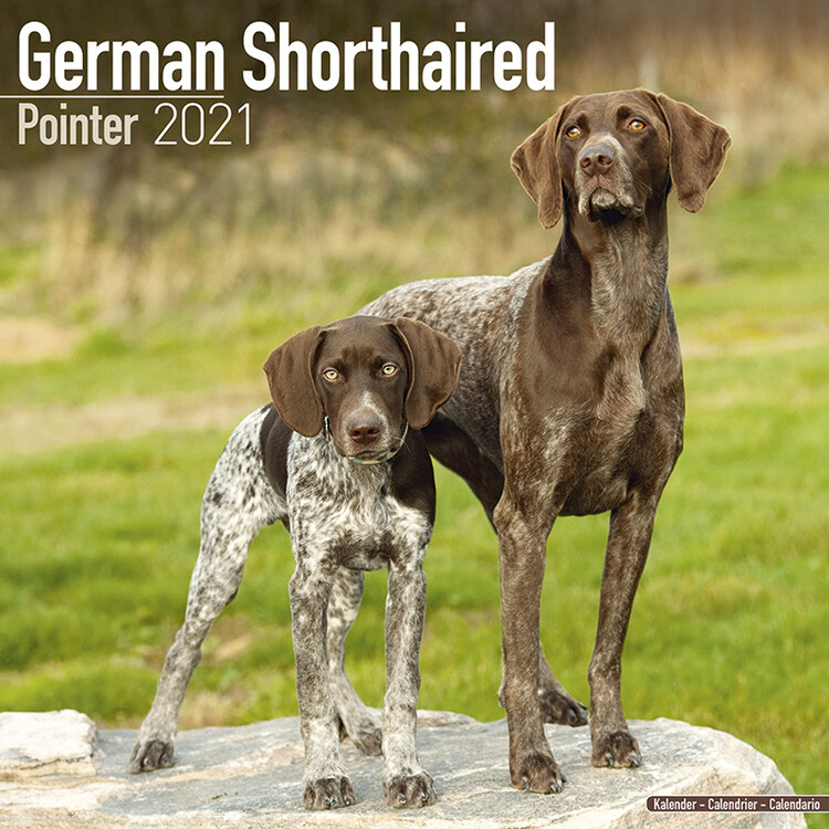 Kalenteri 2027 German ShortHair Pointer