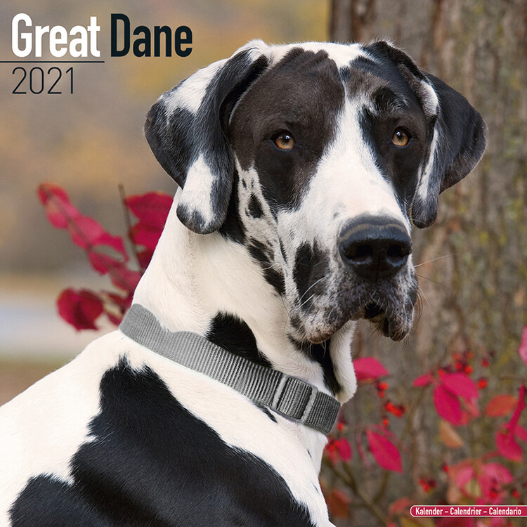 Koledar 2027 Great Dane