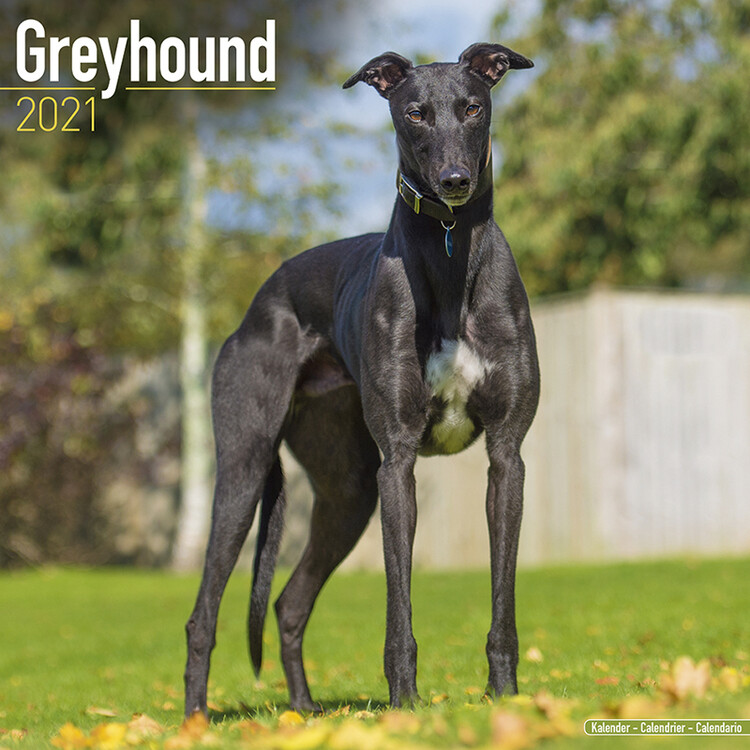 Kalenteri 2027 Greyhound