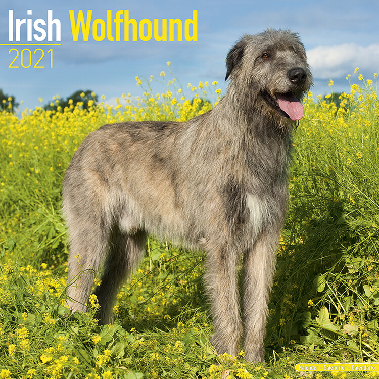Kalenteri 2027 Irish Wolfhound