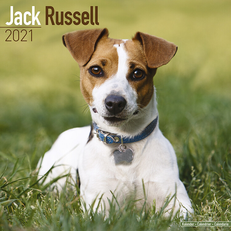 Kalenteri 2027 Jack Russell