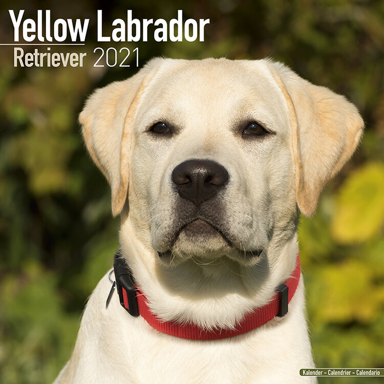 Ημερολόγιο 2027 Labrador Ret (Yellow)