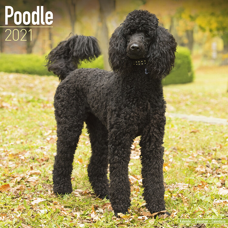 Calendar 2027 Poodle
