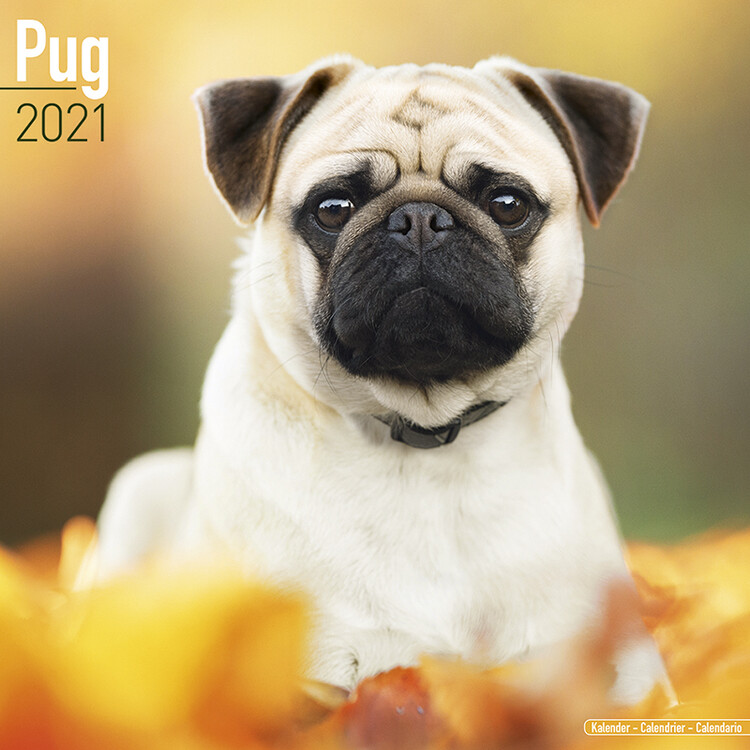 Kalendar 2027 Pug