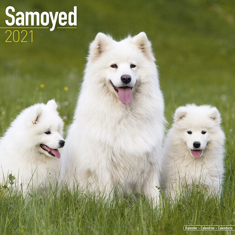 Calendar 2027 Samoyed