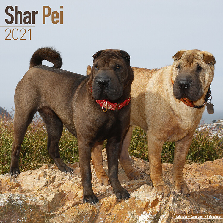Ημερολόγιο 2027 Shar Pei