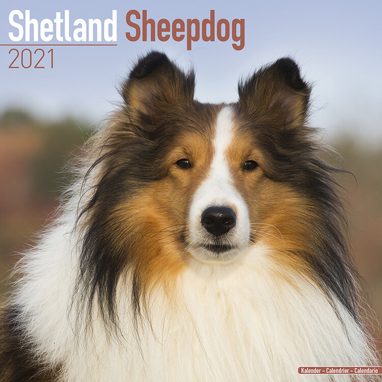 Calendar 2021 Shetland Sheepdog