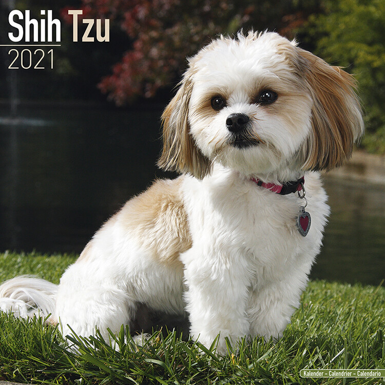 Ημερολόγιο 2027 Shih Tzu