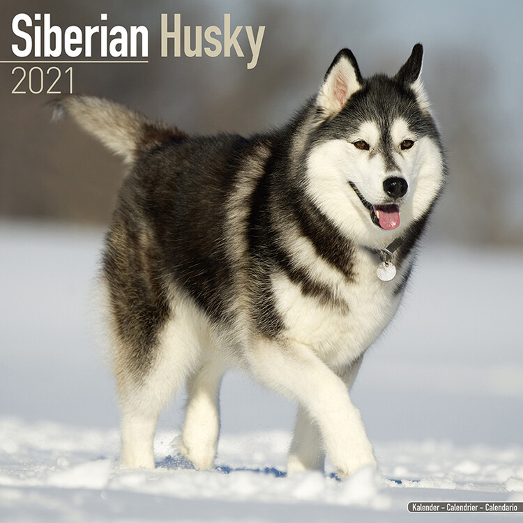 Ημερολόγιο 2027 Siberian Husky